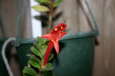 کلم‌نیا برگ‌ریز (گیاه ماهی‌طلایی برگ‌ریز)